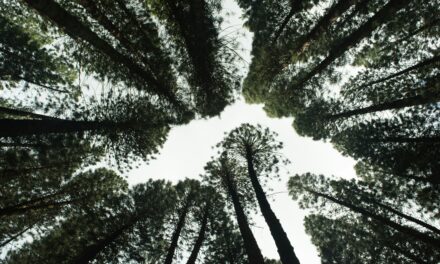 Protection of the environment in the Anthropocene era: the Urgenda case